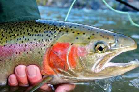 В 2024 году Армения нарастила объемы производства рыбы до 27 тыс. тонн