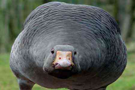 В ЕАЭС формируется система прослеживаемости продукции животного происхождения "от фермы до прилавка"