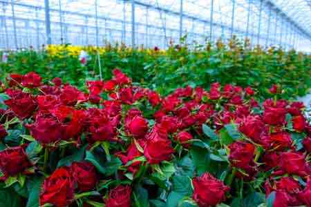 В богатом солнечными днями Апаране на склоне горы открывается город роз