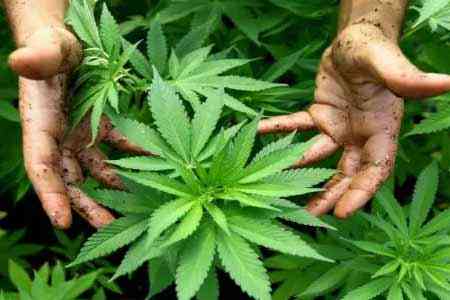 Парламент Армении обсудил штрафы за нарушение правил культивации производственной конопли