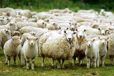 Иран дал согласие на перевозку из Армении поголовий мелкого рогатого скота в Ирак