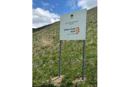 Результаты посадки деревьев совместно с организацией Мой Лес Армения: Сила одного драма