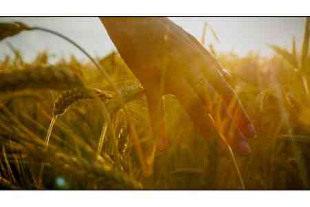 Весь объем пшеницы Армения закупает у России