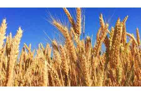 Свыше 99,9% импортируемой пшеницы в Армению поступает из России