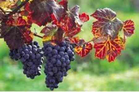 Кабмин выделит 143 млн. драмов на субсидии закупщикам винограда сортов Арени и Воскеат